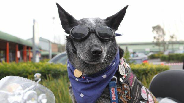 Bundy the cattle dog has now clocked up one million kms behind the wheel of a motorbike to raise funds for charity.  Photo: Helen Nezdropa
