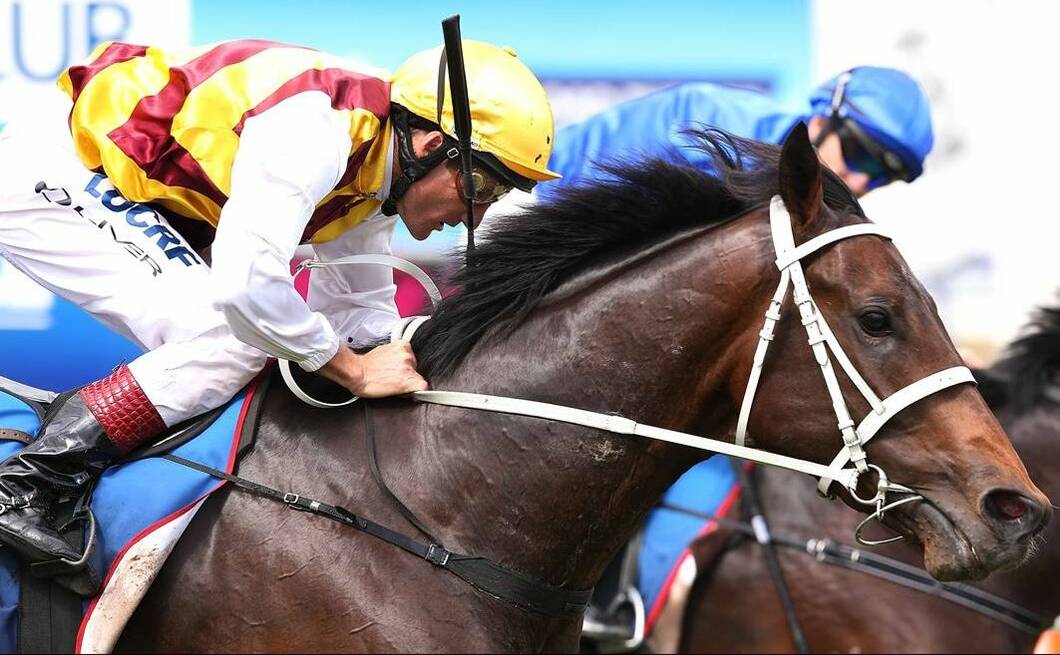 CLASS ACT: Preferment will step out for the first time in Sydney on Saturday since winning the Victoria Derby last year.