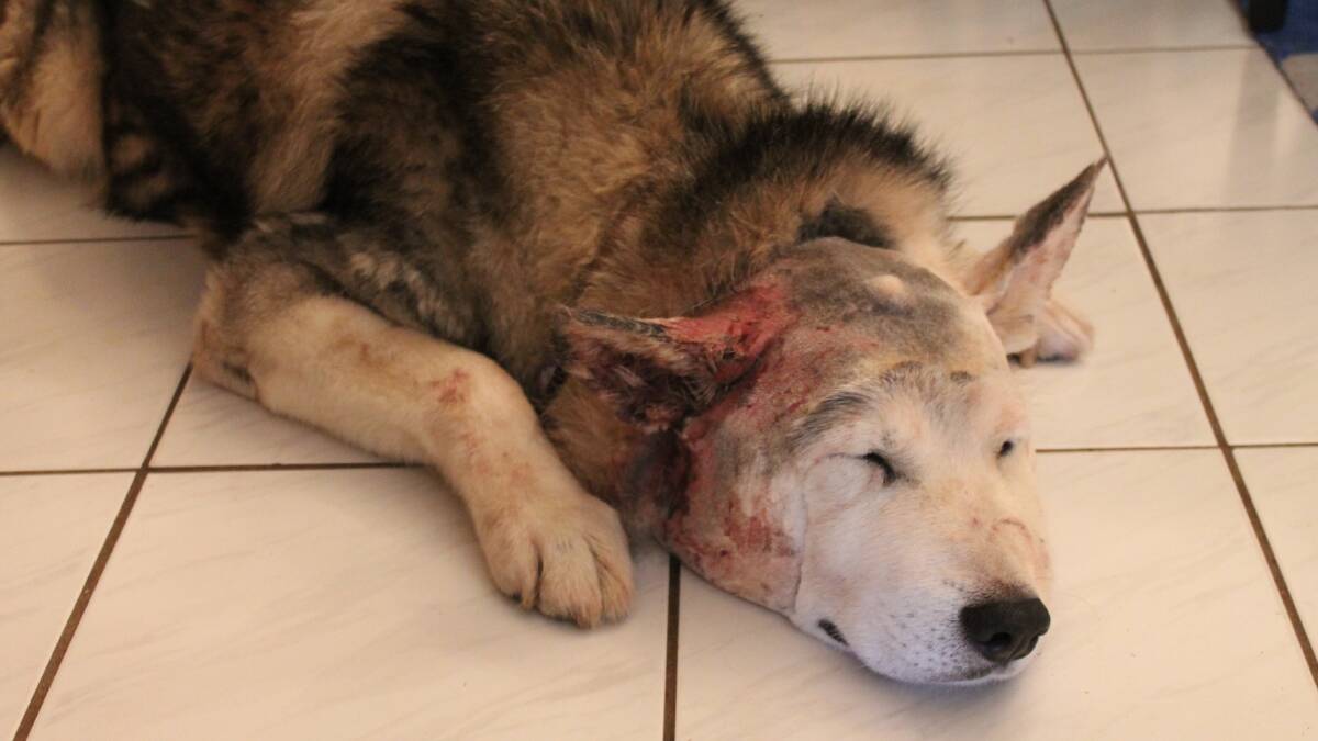 ATTACKED: Nine-year-old husky, Bones, was discovered with serious neck and head wounds on Sunday after an alleged dog attack at a George Street property. – Picture: HAILEY RENAULT