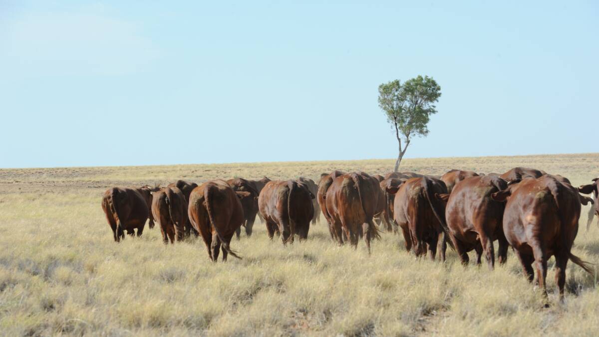 LIVE EXPORTS: Goodwood Pastoral cattle from the station near Boulia. Picture: ANN BRITTON