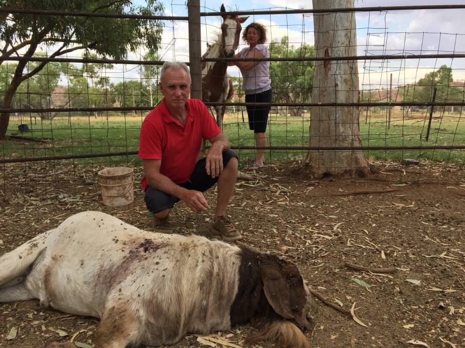 SENSELESS KILLING: Pat McHugh next to the billy goat that was shot dead inside its pen at the Mount Isa horse paddocks, with his wife Gordy with one of the family’s five horses.