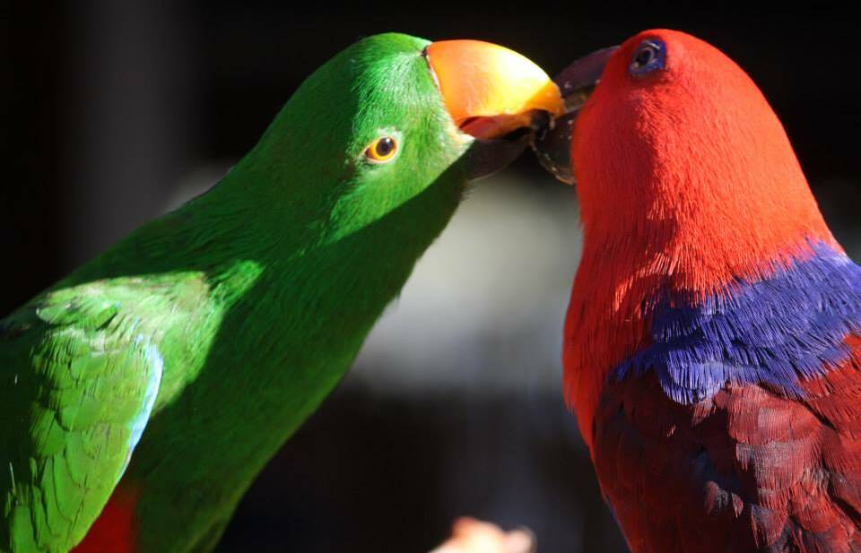 The green eclectus male parrot, Buddy,  is a mate of the missing Pepper.