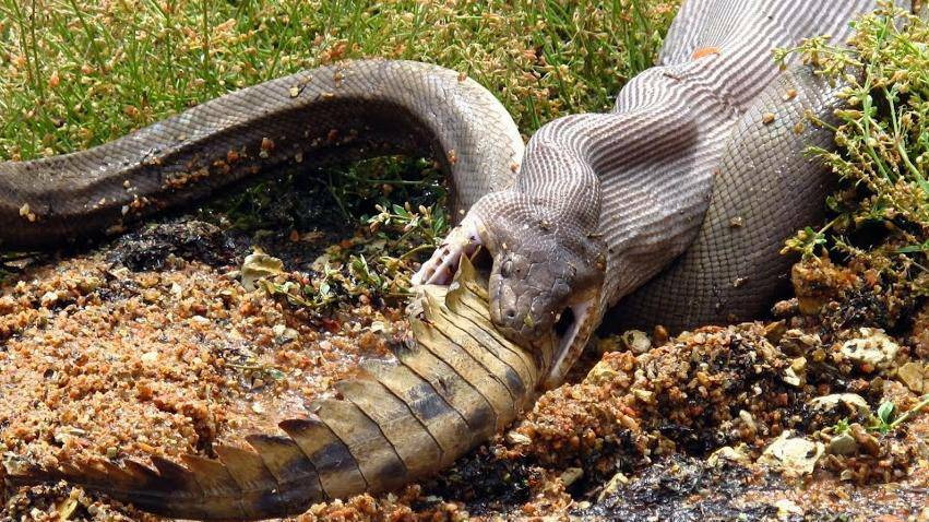 A snake making a meal of a crocodile at Lake Moondarra. Picture: MARVIN MULLER