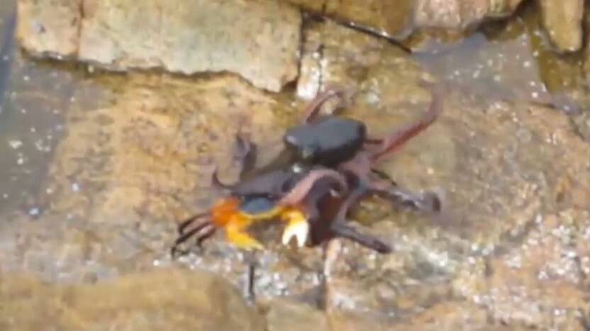 A still from the video showing a fight between an octopus and a crab recorded in Yallingup. 