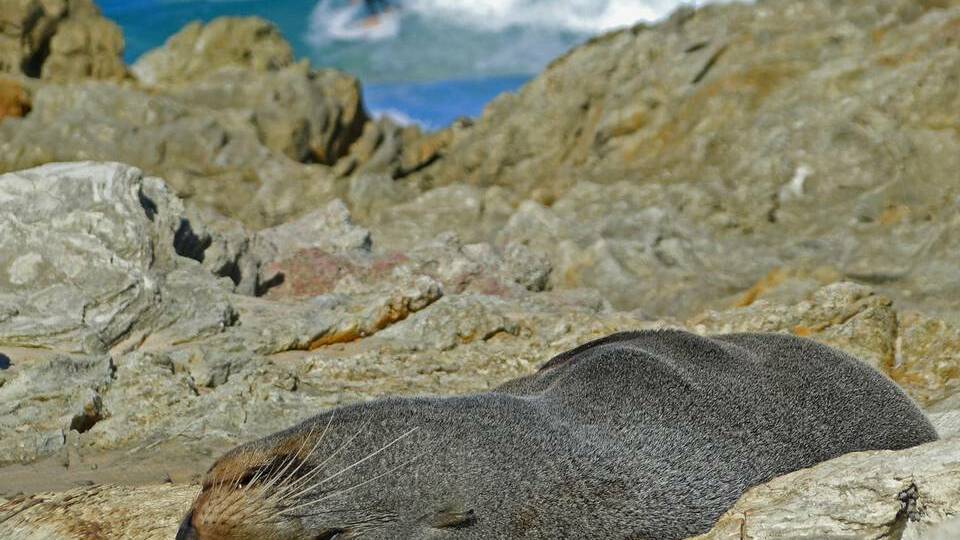 A day in the life of a New Zealand fur seal at Point Lookout . Photo by Baz A. Brown at Howling Planet