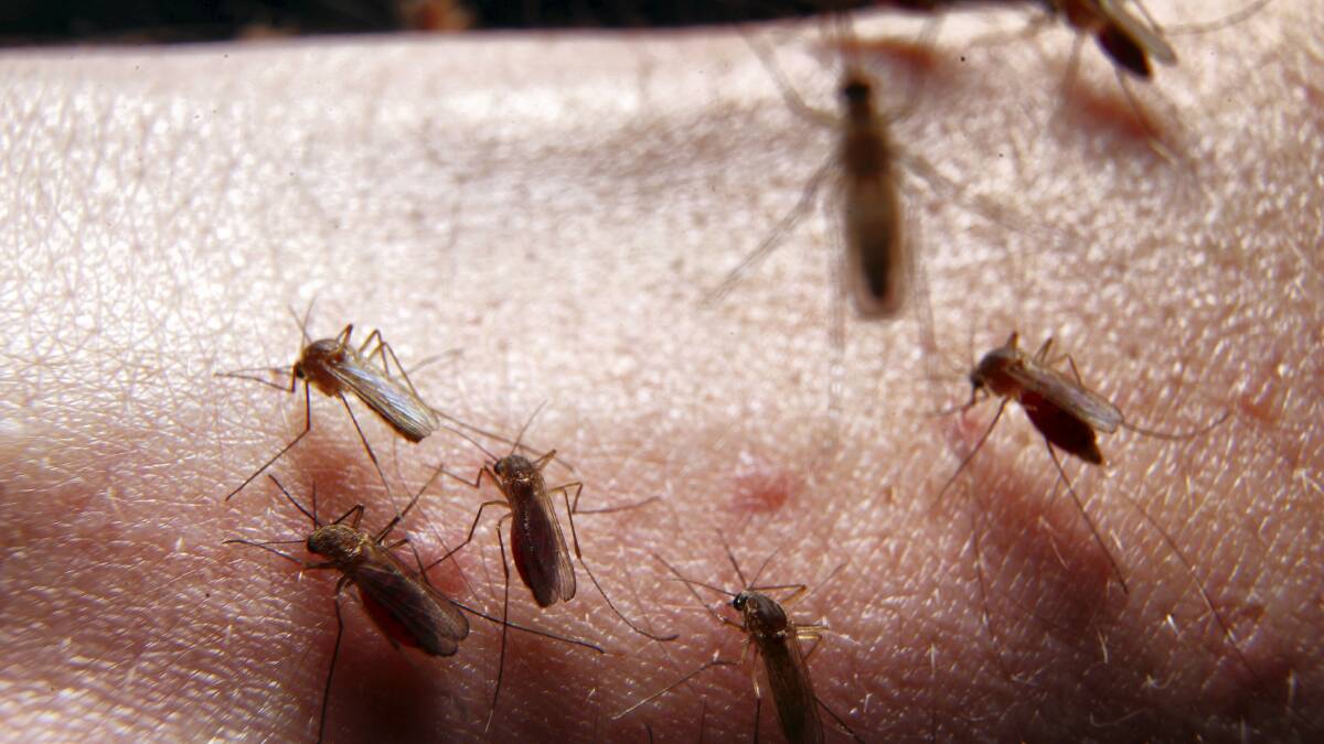 Mosquito warning for Mornington Shire