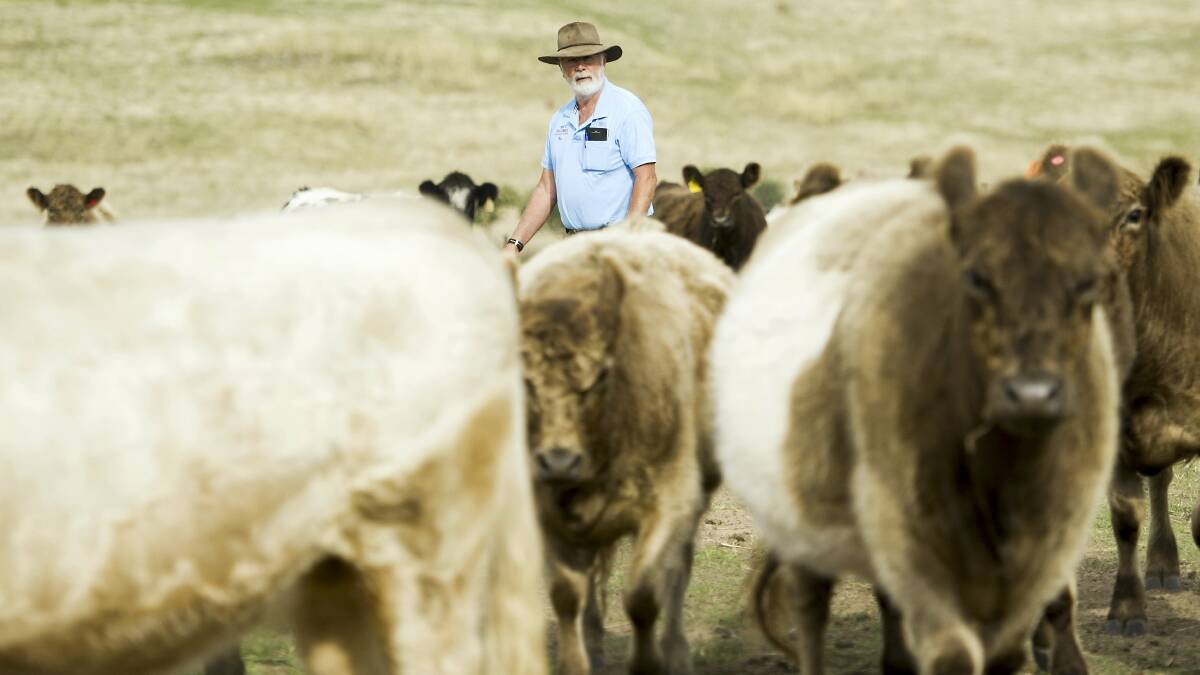 PRIME MOOVERS: Family-based cattle producers in northern Australia are pressing for a grass-fed cattle corporation to improve profitability.