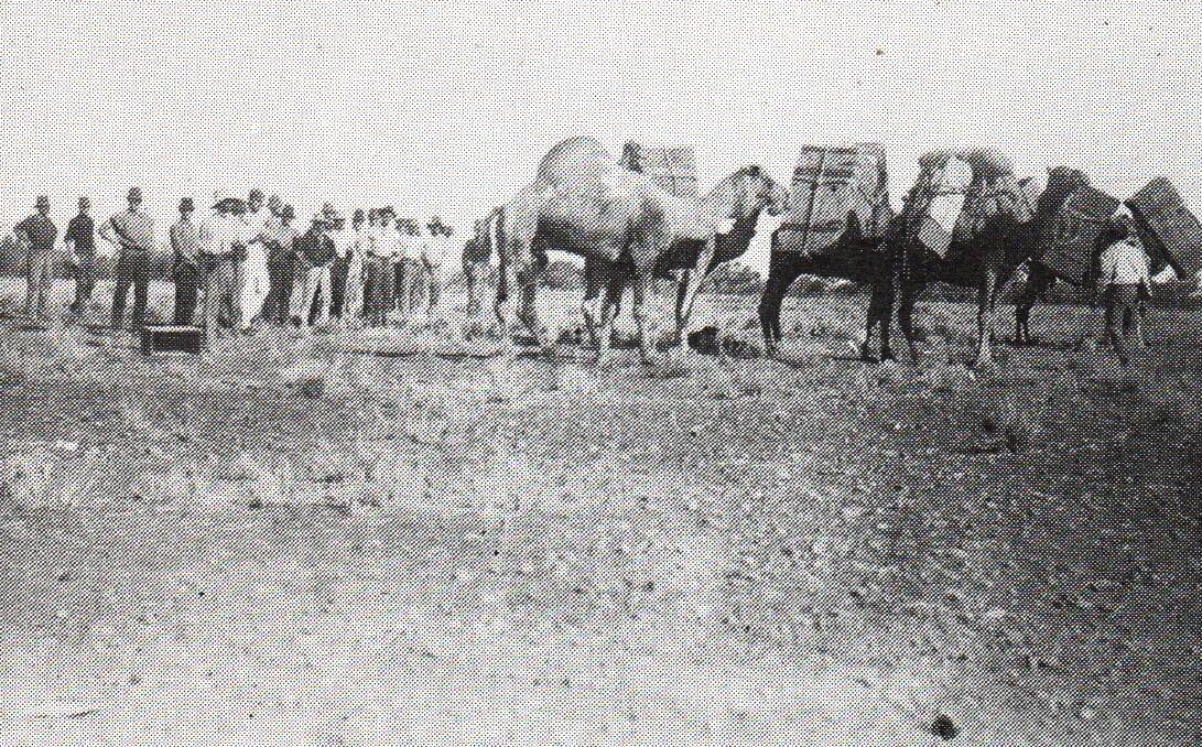 Camel hawker being watched by shears as he loads up. Camooweal  ca 1910.