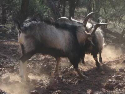 Feral goats in full fight. Photo - Sue Stelzer