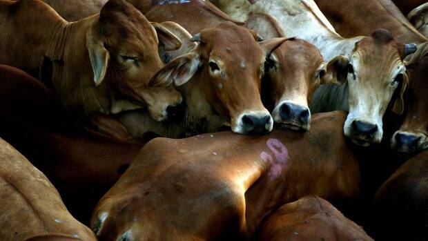 INDUSTRY STANCE: Livestock producers and exporters say the inhumane treatment of animals is unacceptable.