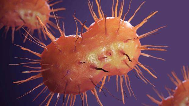 Neisseria gonorrhoeae bacteria cells are 'the bugs we can't afford to let get out of hand' Photo: Science Picture Co