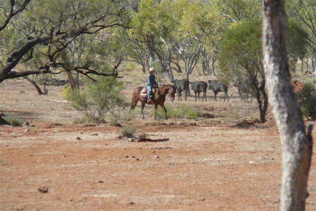 TOO RISKY: Graziers stay well clear of the Mary Kathleen mine site when mustering cattle on their 700 square mile property.