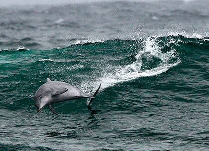 Authorities have found 45 dolphins had been killed in nets at a shark fishery in the past year.