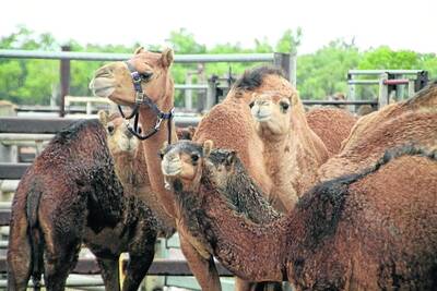 FINALLY RUNNING: After waiting patiently in their pens all weekend, the stars of the Boulia Camel Races finally got the opportunity to take to the track yesterday in an abridged program. - Picture: LYNDON KEANE/3001