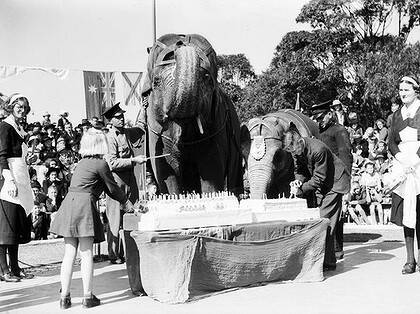 A tame affair ... Jessie the elephant celebrates her 66th anniversary at Taronga Zoo in Sydney on 10 September 1936.
