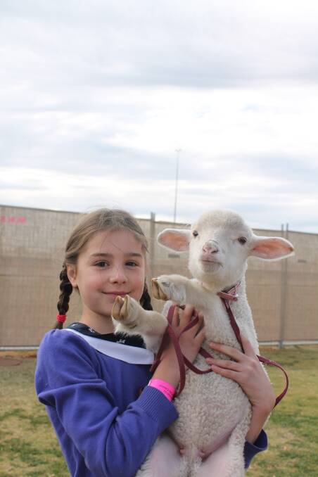 LOVELY LAMB: Lily Cook, 9, with her pet lamb Crisey.
