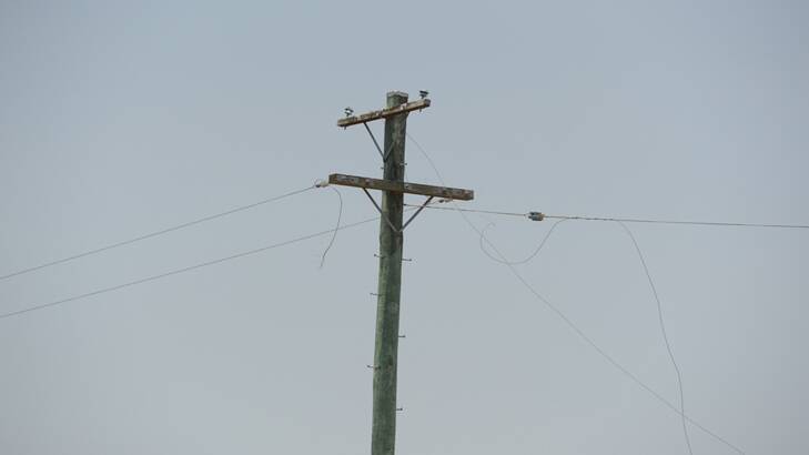 The broken powerline near the Flame Lily boundary.