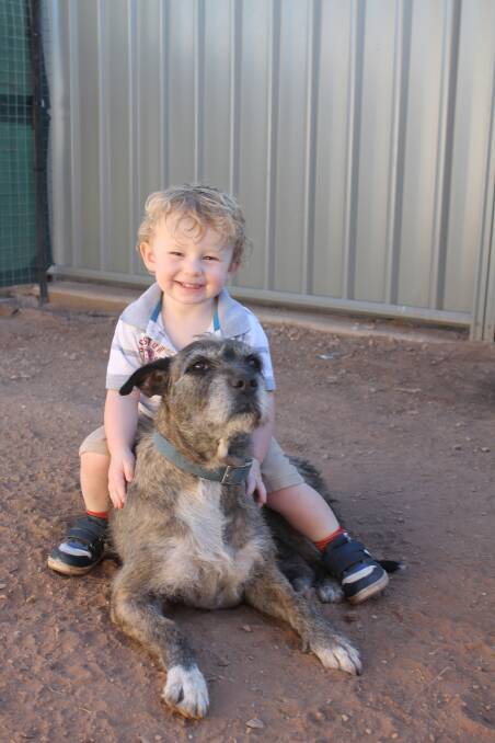 BOY'S BEST FRIEND: Caleb Cleary, 18 months, with his beloved "pigging dog" Suze. - Picture: JASMINE BARBER/7674