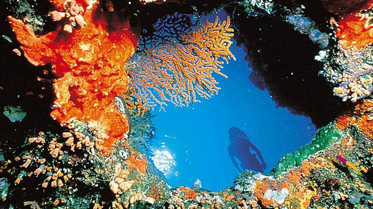 Great Barrier Reef. Photo: Supplied.
