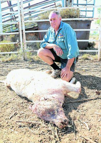 ANGRY: Tony McKelvie with the eighth calf he has lost to dogs in the past 12 months. Picture MELISSA NORTH/5140.