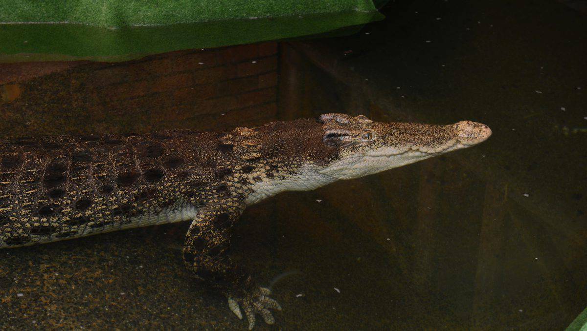 Experts at the Ballarat Wildlife Park are at a loss to explain the death of 300-kilogram Gator, who died of a mystery illness after captivating tourists for nearly 40 years. Picture: Kate Healy