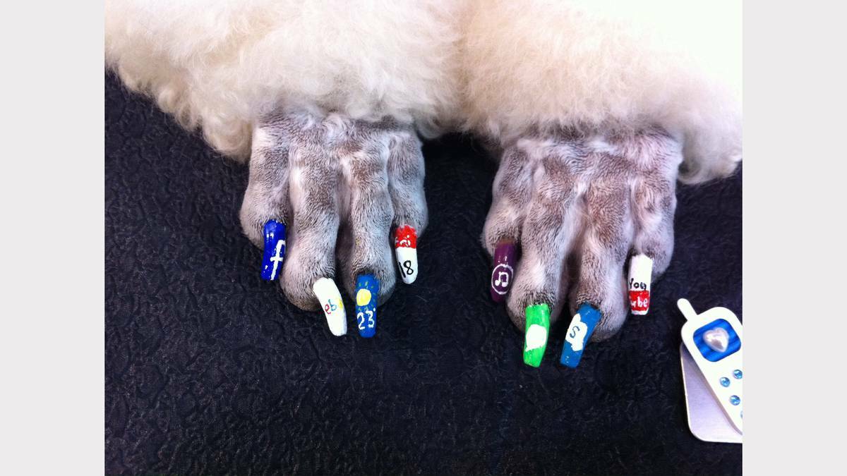 Pooches are spending time ‘‘getting their nails done’’ in Newcastle just like their fashionista owners as part of the latest pet grooming craze.