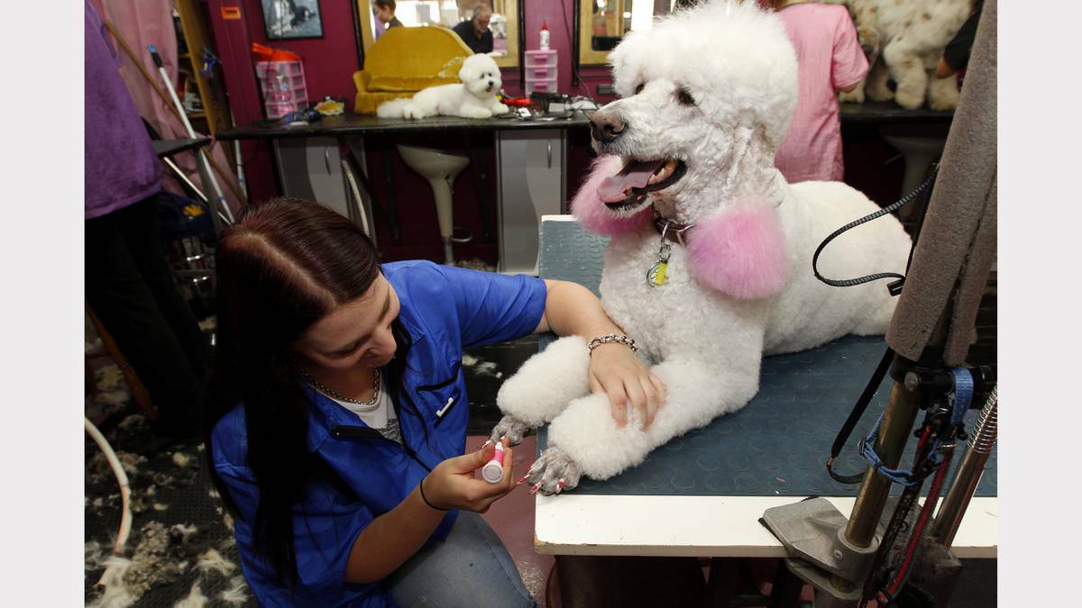 Newcastle dog groomer Zara Shaw, painting the nails of Vanity Fair. Zara has won the national "Canine Nail Art" competition.