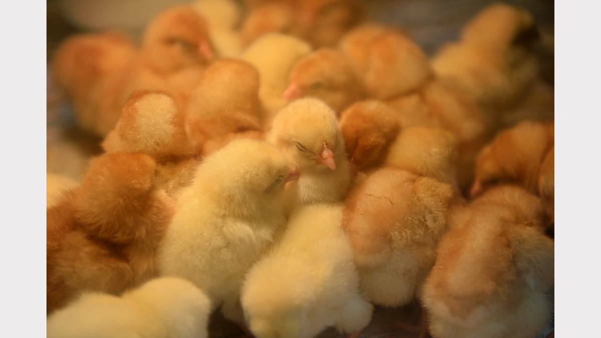 Oh so cute chicks in the animal farm at the Ballarat Show. Picture: ADAM TRAFFORD