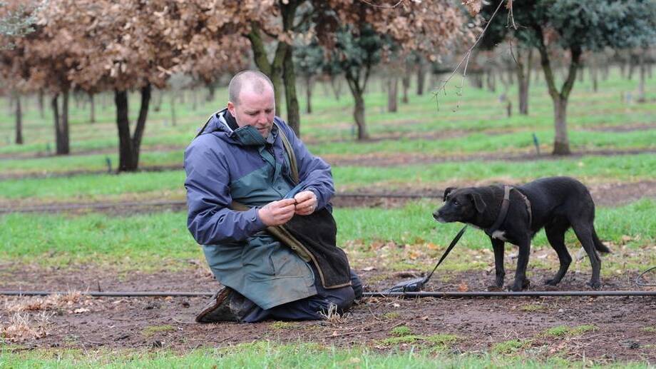 Dog trainer Simon Harvey has trained landmine detection dogs, termite dogs and now, he trains truffle dogs. Picture: Will Swan