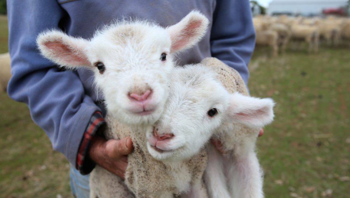 Lambs at Peter Baker's farm. Picture: Peter Weaving.