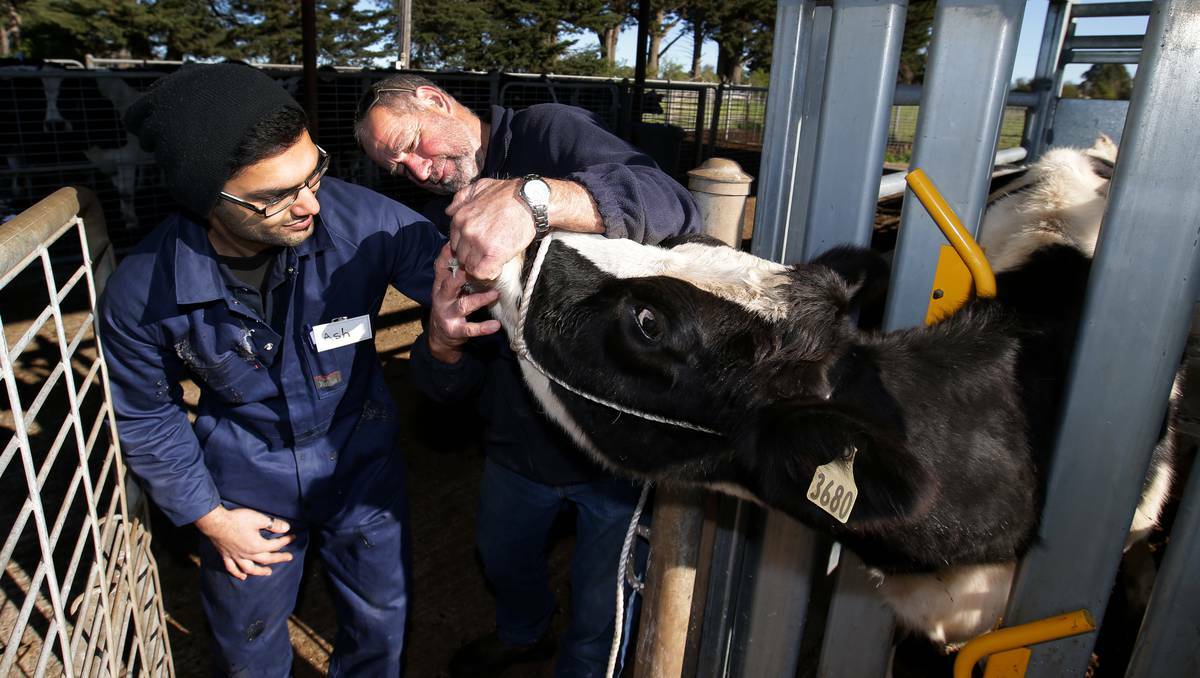  First year Doctor of Vetinary Science student Ashish Pathania, of Epping, learns how to examine a cow, with trainer and assessor Peter McSween, during his stay at Glenormiston College. Picture: Rob Gunstone.