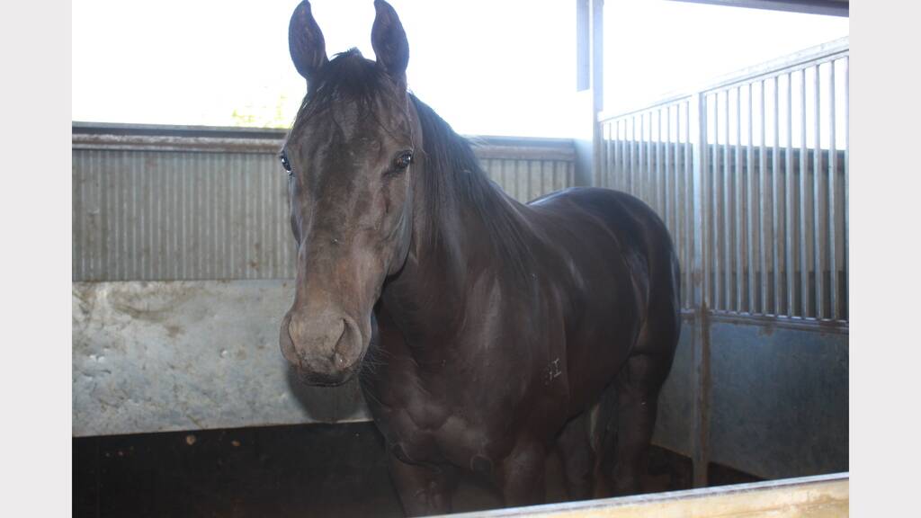  Patrick Inwood's Faster Buster shapes as a hot contender ahead of tomorrow's Cloncurry Cup.
