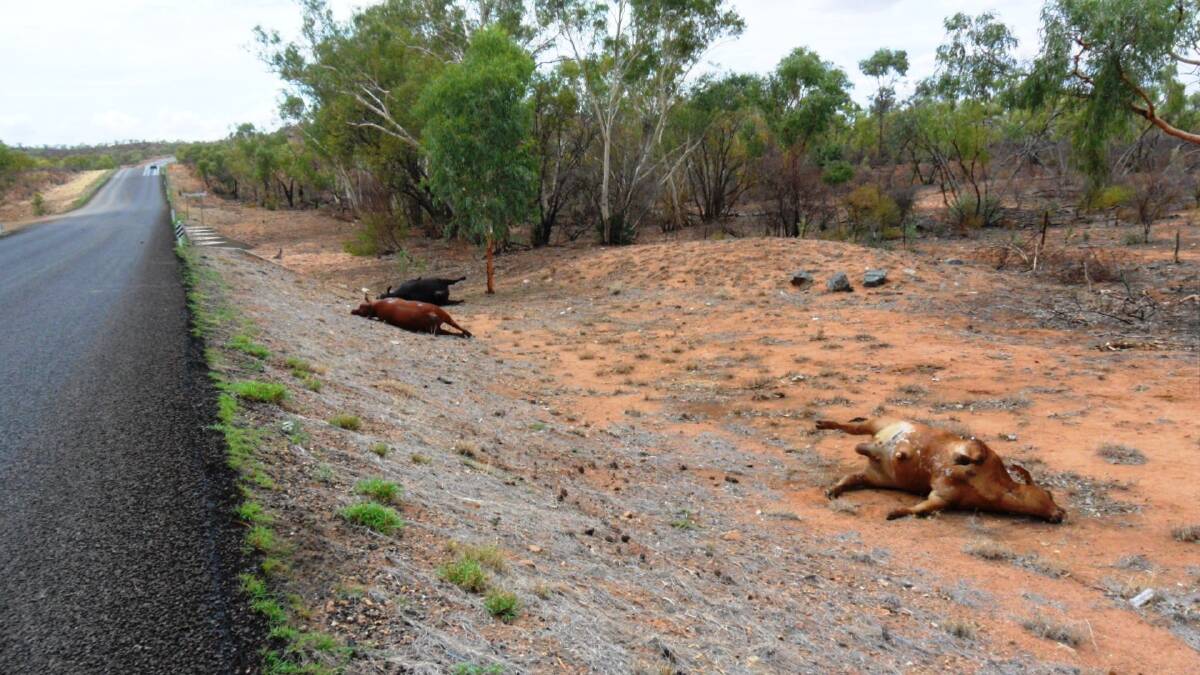  ROAD KILL: Dead cattle on the side of the Barkly Highway between Mount Isa and Clem Walton Park.