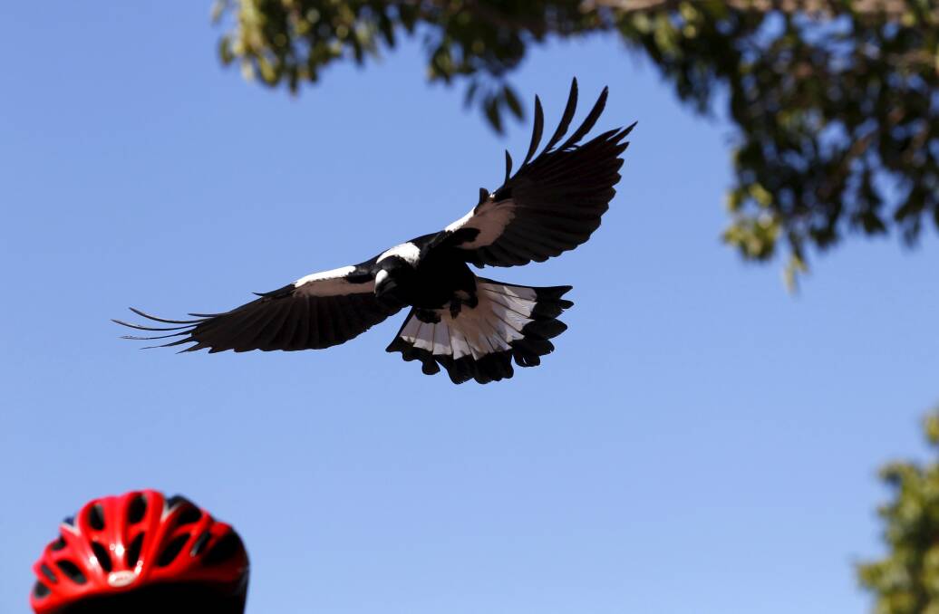 The magpie breeding season lasts until October