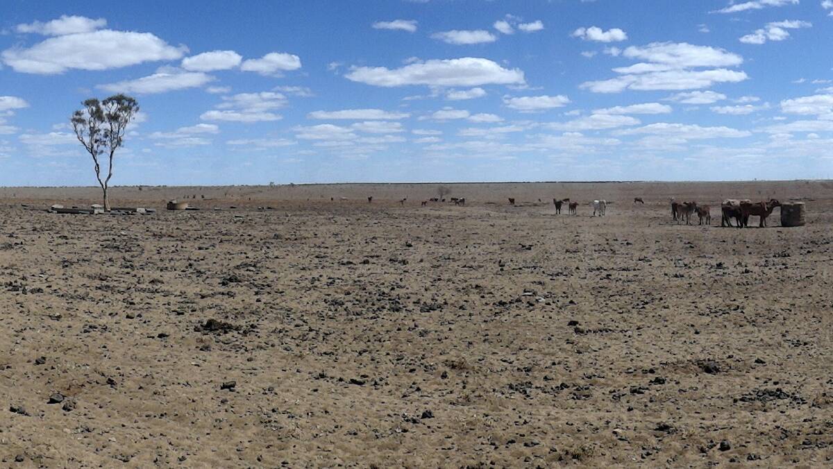 TOUGH TIMES: Drought in Queensland has seen an increase in mental health issues for those living on the land.