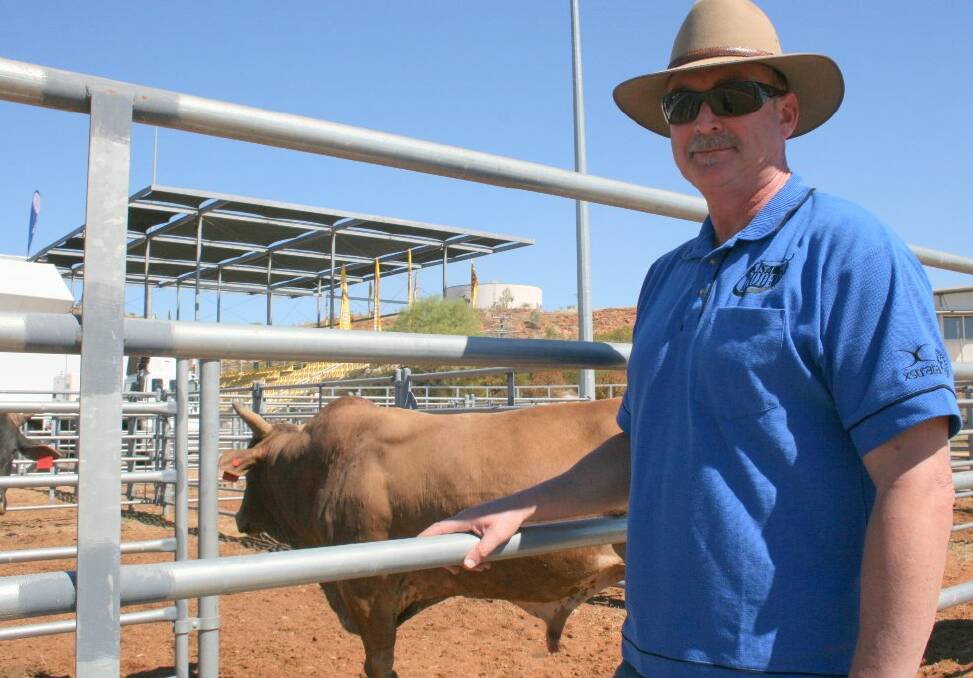 ALL SORTED: Ground director for the rodeo, Chris Boshoff with some of the waiting stock. - Picture: LIZ MACINTYRE/5633
