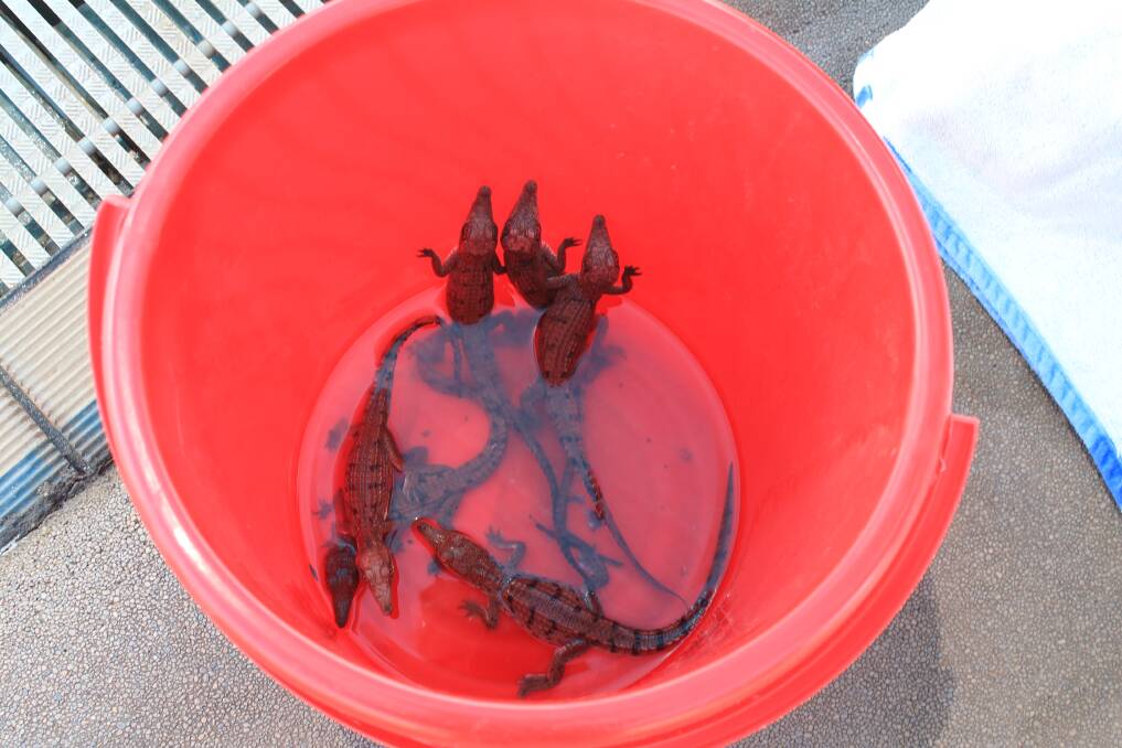 The baby crocodiles found in the pool.