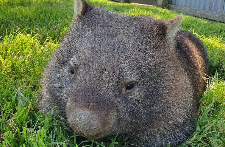 Wombats are up grazing when it is darker, and it is harder to see them on the roads. Picture: Penny Walsh