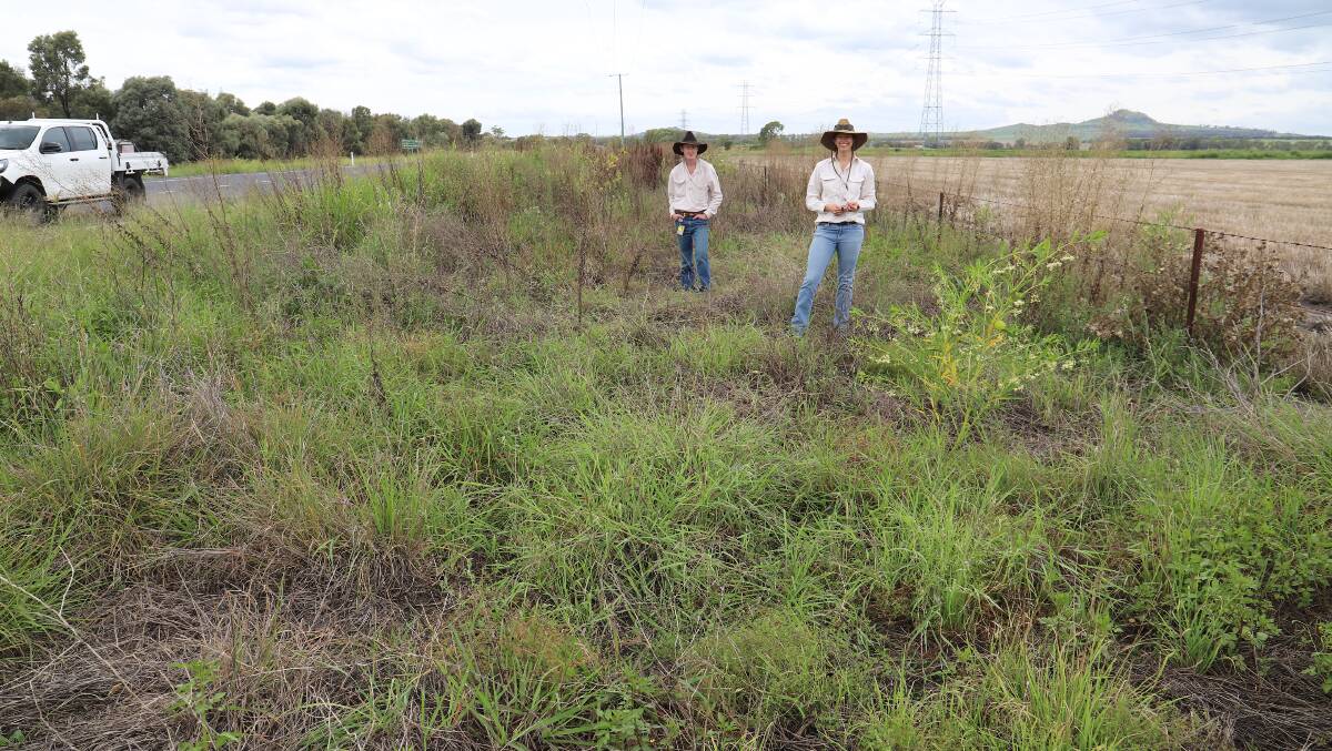 Pasture dieback on a roadside in southern Queensland. Picture by Department of Agriculture and Fisheries