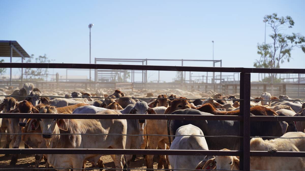 Mayor Greg Campbell said the additional bull pens had been designed to cater for a range of livestock. Picture supplied by Cloncurry saleyard. 