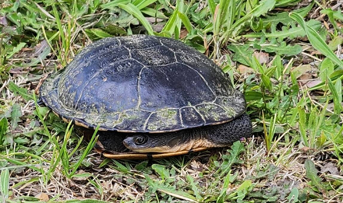 A turtle seen on a Goulburn property. Picture by Rebekah Pooley