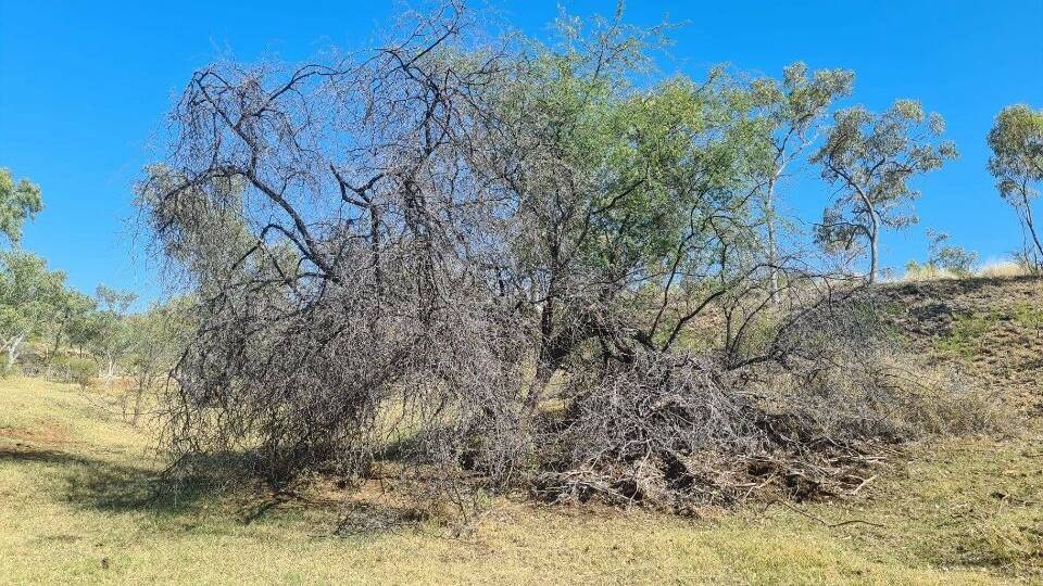 Mesquite is listed as a pest plant under the Cloncurry Shire Council's Pest Management Plan. Picture supplied.