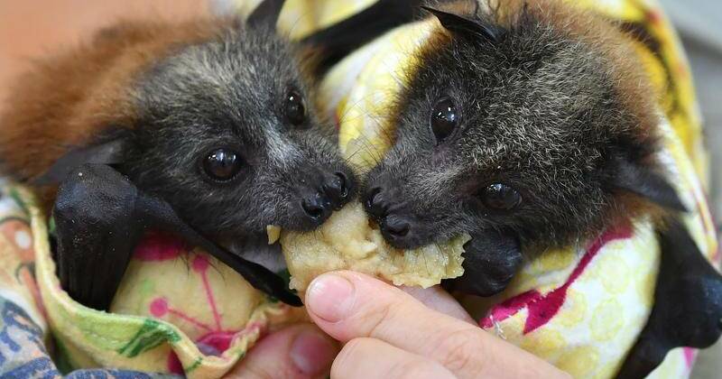 Qld to become last jurisdiction in Australia to fully criminalise the shooting of flying-foxes