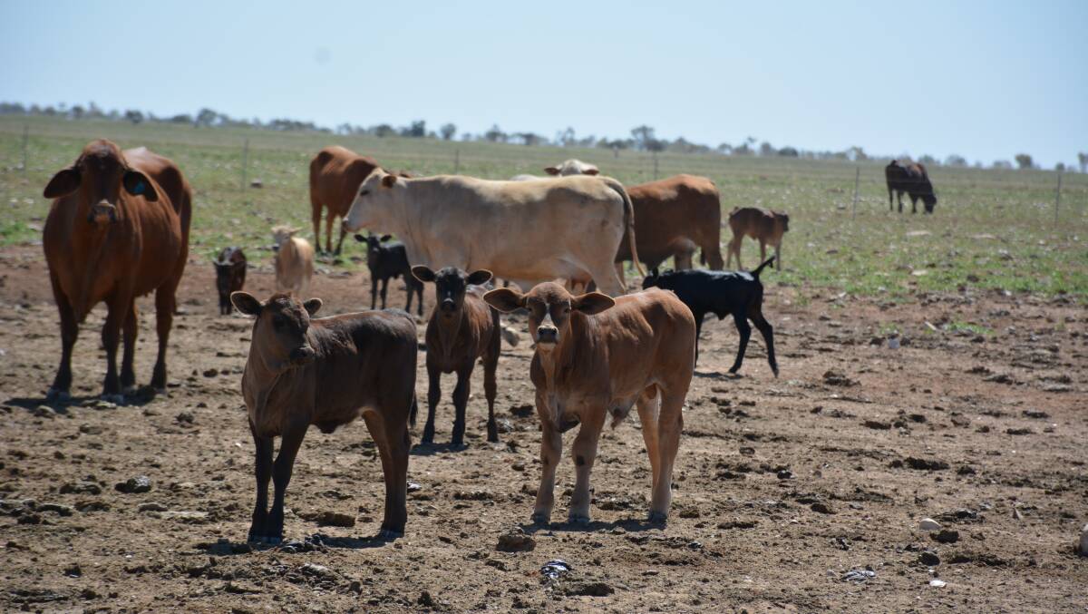 Wagyu cattle at Headingly Station. Photo: Chris Burns. 