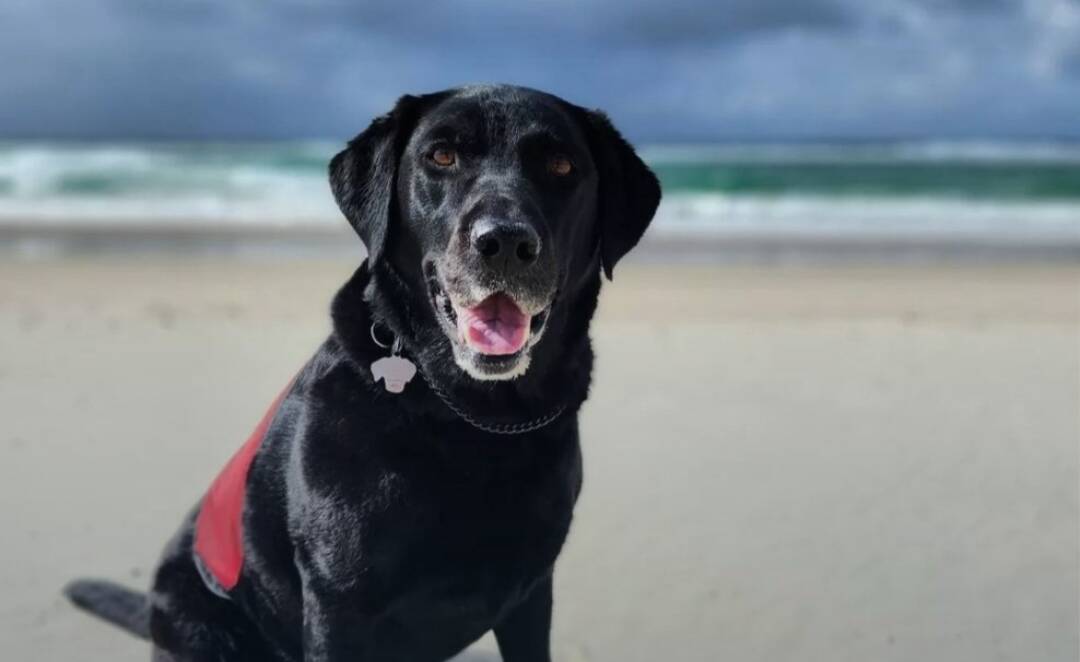 Ipswich labrador Baloo is the winner of 'Top Dog with a Job' at the 2023 #OZTOPDOG competition. Picture supplied.