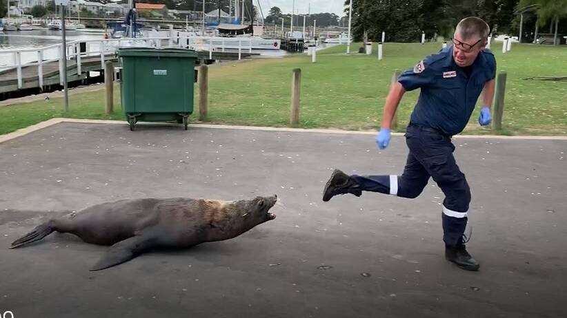 An Ambulance Victoria officer runs away from a seal at Port Fairy on Saturday afternoon. 