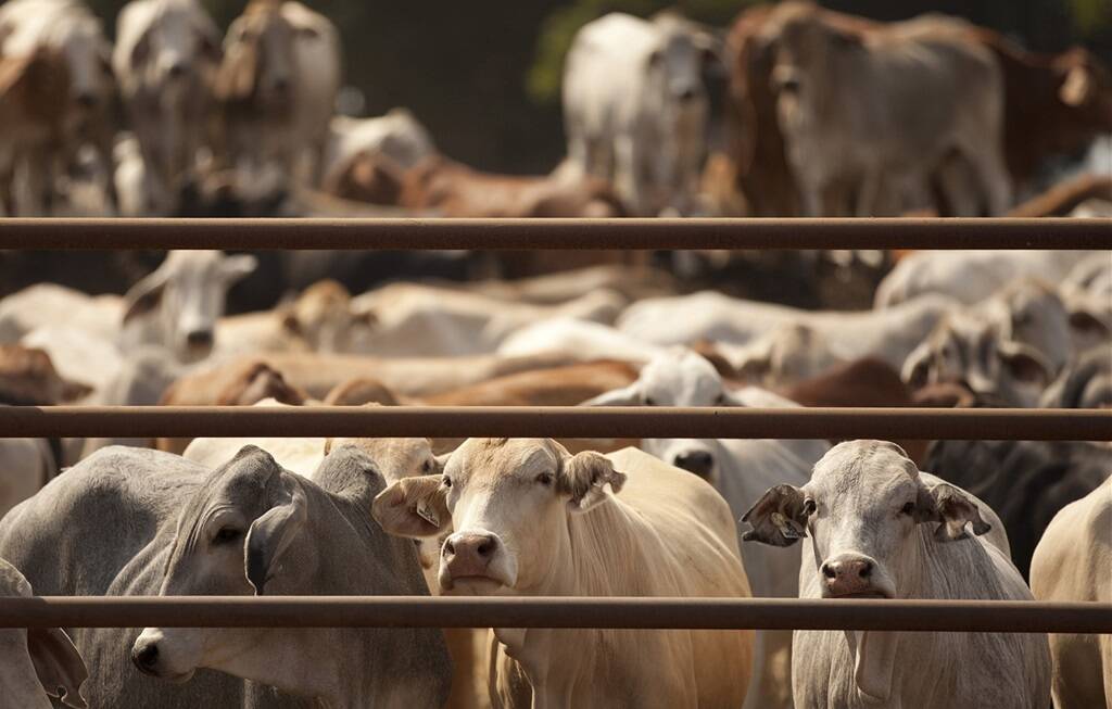 Lawyers for the class action seeking compensation for businesses affected by the illegal 2011 live export ban continue to do battle with the Commonwealth over a settlement.