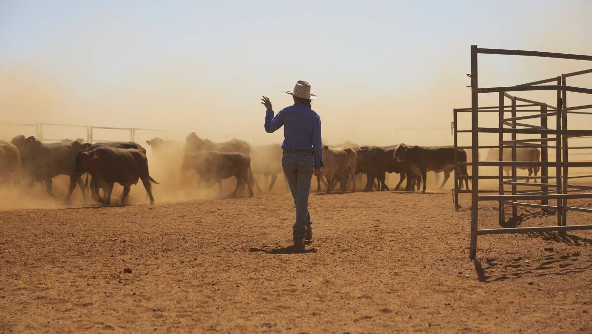PRODUCTIVE: Yarding cattle on Tobermorey Station in the Territory.