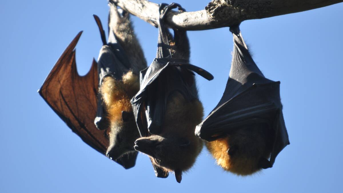 The flying fox colony that roosts in summer at the Mount Isa Cemetery will not be moved anywhere until Council consults with the community