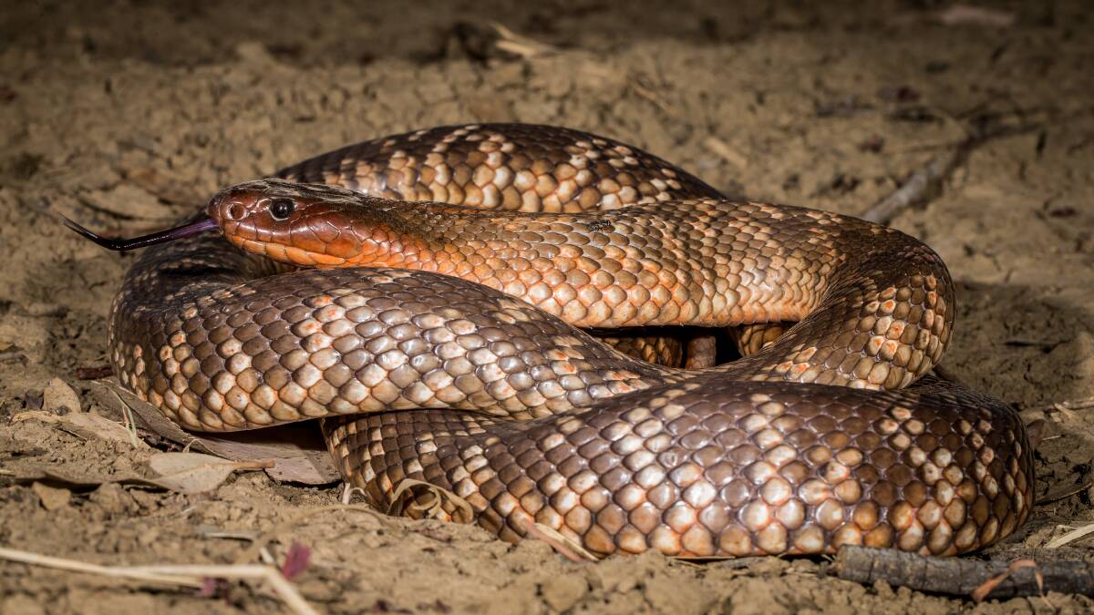 Collett's Snake, Pseudechis colletti, a shy and rarely seen inhabitant of Queensland's black soil plains, taken near Richmond. Photo - Angus Emmott.
